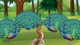 Los pavos reales y la vergüenza