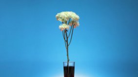 Flores Multicolores