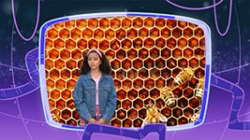 Salvemos a los insectos