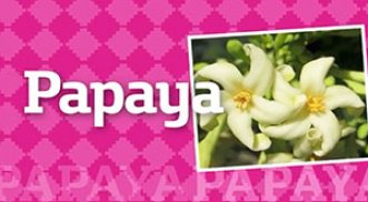 Papaya