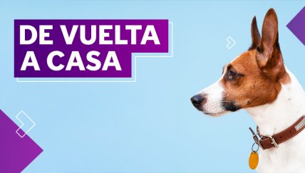 Esta app te ayudará a encontrar a tu lomito perdido