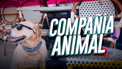 ¿Por qué necesitamos más lugares pet friendly?