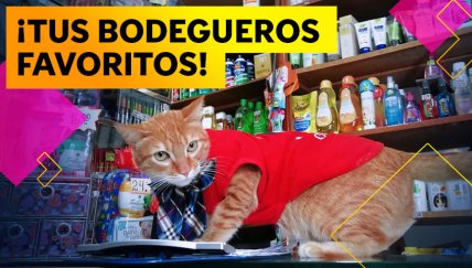 Estos tiernos gatitos te atenderán cuando vayas a comprar a  la bodega