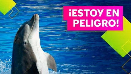 ¡Cuidemos a nuestros delfines!