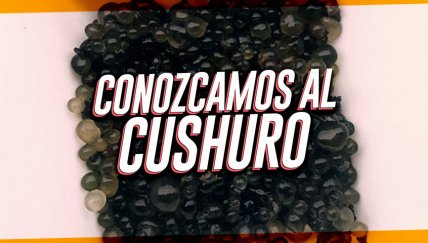 Cushuro, el nuevo super alimento