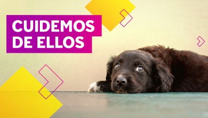 ¿Las mascotas también se deprimen?