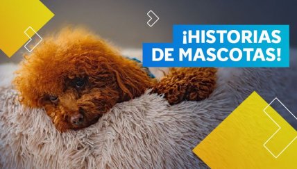 Si eres amante de las mascotas este podcast te encantará