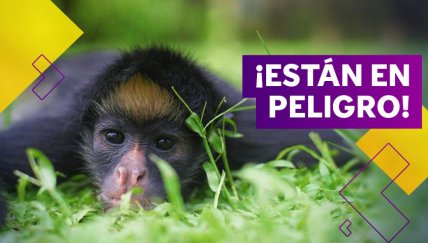 ¡Los centros de rescate animal necesitan nuestra ayuda!
