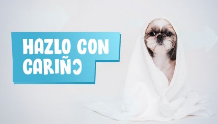 Consejos para bañar a las mascotas en casa