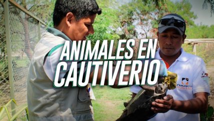 Los animales silvestres secuestrados tienen una segunda oportunidad en estos lugares