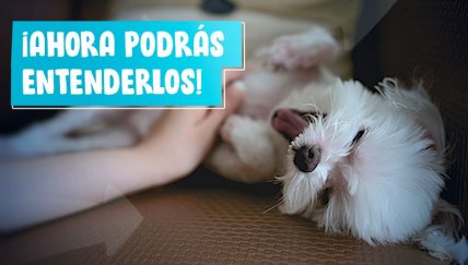 ¿Qué nos quieren decir nuestras mascotas?