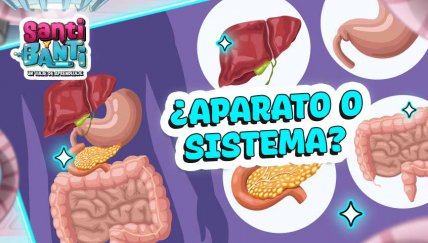 ¿Cómo se dice? ¿Aparato o Sistema Digestivo?