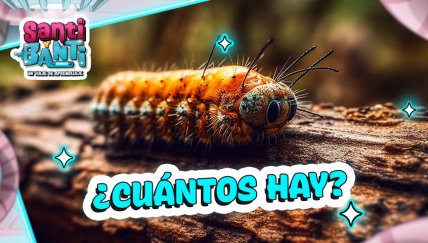 ¿Hay más animales vertebrados o invertebrados en el mundo?  