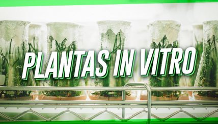 Gervitro: el futuro de la conservación de las plantas