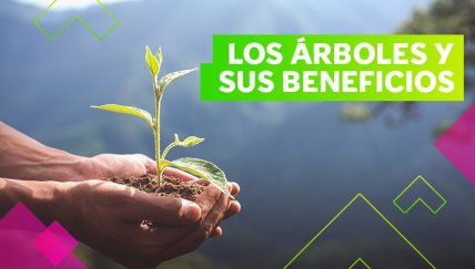 5 razones para sembrar más árboles