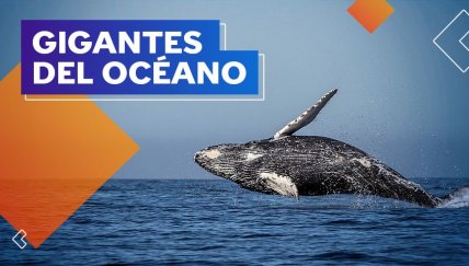 ¿Sabías que en el mar peruano hay ballenas jorobadas?