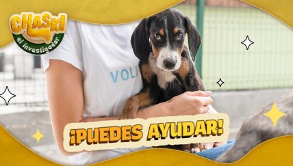 ¿Quieres adoptar a todos los perritos abandonados?