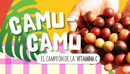 El campeón de la vitamina C