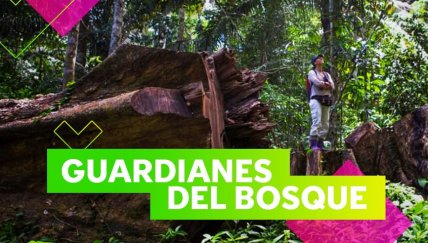 Tú puedes salvar los árboles de la selva peruana con Arbio