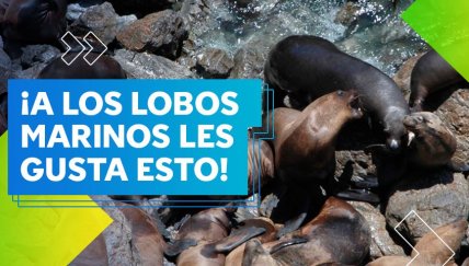 ¡Se viene la Reserva Nacional Dorsal de Nasca!