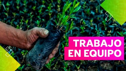 Lloque: el árbol ancestral de la siembra y el agua