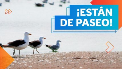 Gaviotas de Franklin: las visitantes favoritas de los pantanos y albúferas del Perú