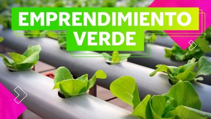  Conoce al estudiante que cultiva lechugas hidropónicas en su casa 