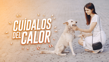 Sigue estos consejos para proteger a tu mascota del calor