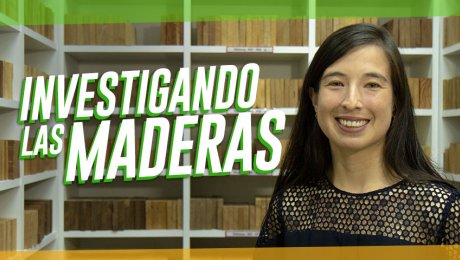 La importancia tecnológica de la madera