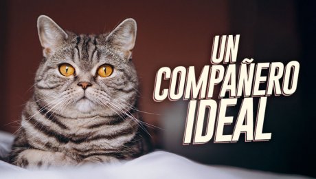 ¿Te gustan los gatos? Conoce cómo y dónde adoptar uno de forma responsable