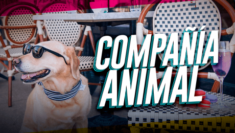 ¿Por qué necesitamos más lugares pet friendly?