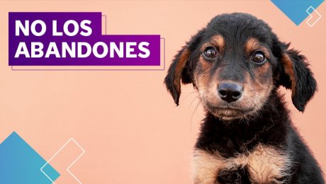 ¿Las mascotas también pueden enfermarse?