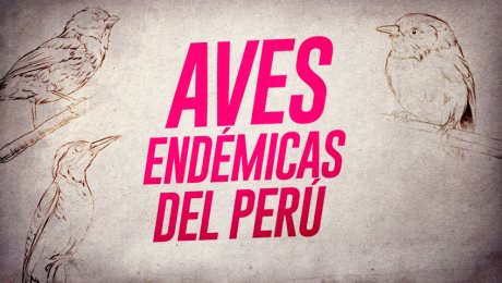 5 aves que solo podrás encontrar en nuestro país