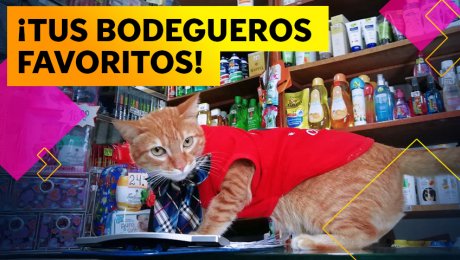 Estos tiernos gatitos te atenderán cuando vayas a comprar a  la bodega