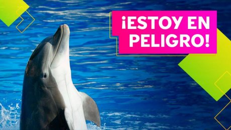 ¡Cuidemos a nuestros delfines!