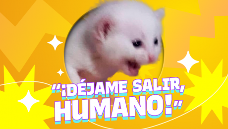 Mi gatito quiere salir, ¿lo dejo?