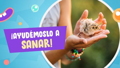 Esto debes hacer si un pajarito lastimado aparece en casa