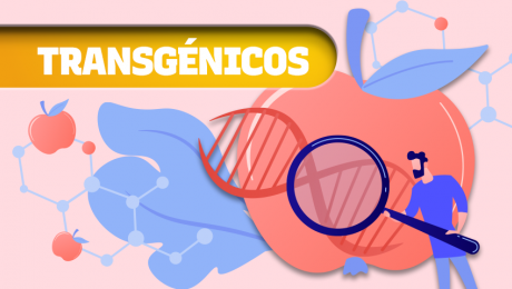 Transgénicos: Pros y contras de estos controversiales alimentos