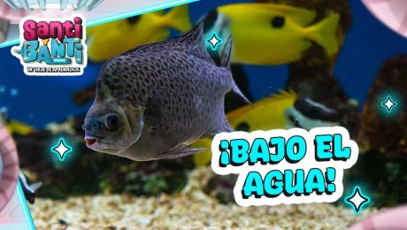 ¿Cómo duermen los peces? Curiosidades asombrosas de los animales acuáticos