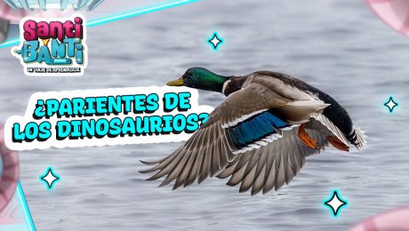 ¿Por qué vuelan las aves? 