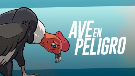 Cóndor Andino: el amo de los cielos en peligro