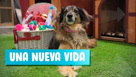 Dale un hogar a estos animalitos abandonados