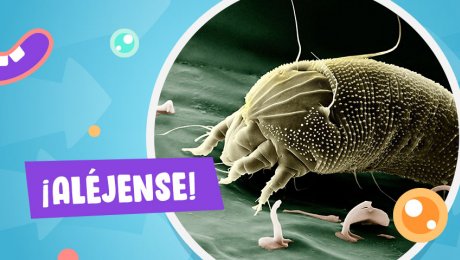 Esto es lo que debes hacer para que los ácaros no afecten la salud de los chicos