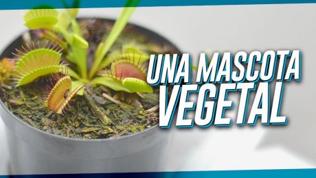 ¿Una planta como mascota?