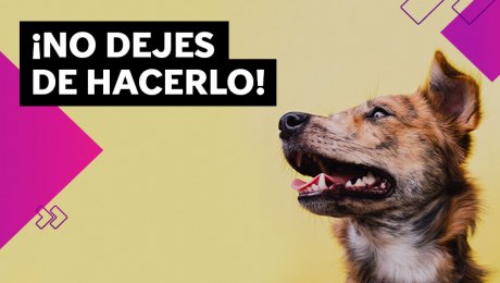 ¿Es importante esterilizar a mi mascota? ¡Claro que sí! 