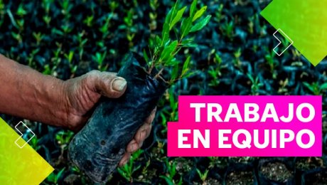 Lloque: el árbol ancestral de la siembra y el agua