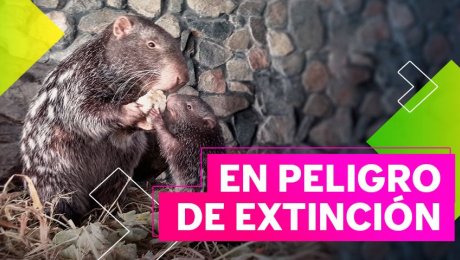 La pacarana, el animalito que tiene una forma de comer muy peculiar