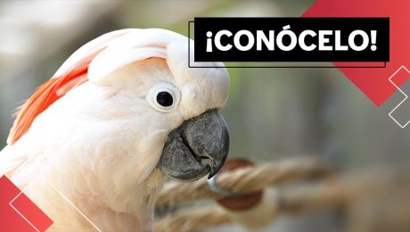 Loreno, la cacatúa de 36 años que habita en el Parque de las Leyendas en Lima