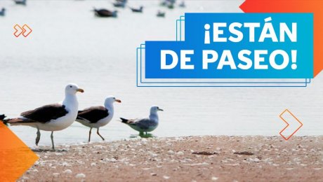 Gaviotas de Franklin: las visitantes favoritas de los pantanos y albúferas del Perú