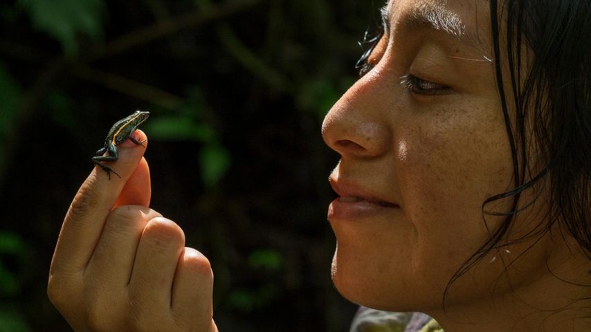 6 datos que debes conocer de la nueva rana Amarakaeri